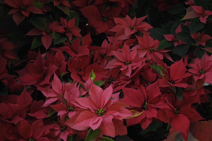 Annual Winter Poinsettia Sale Sprouts