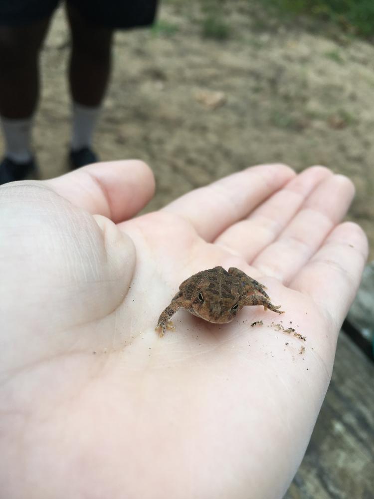 A.P. Environmental students went down to the Rappahannock River and spent the day learning and studying the beauties around them.