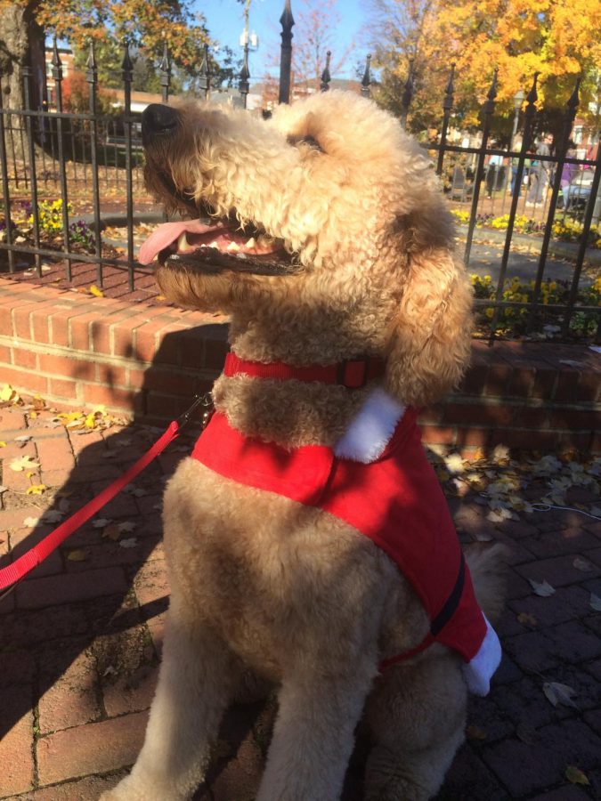 Mini Santa soaks up some sun.