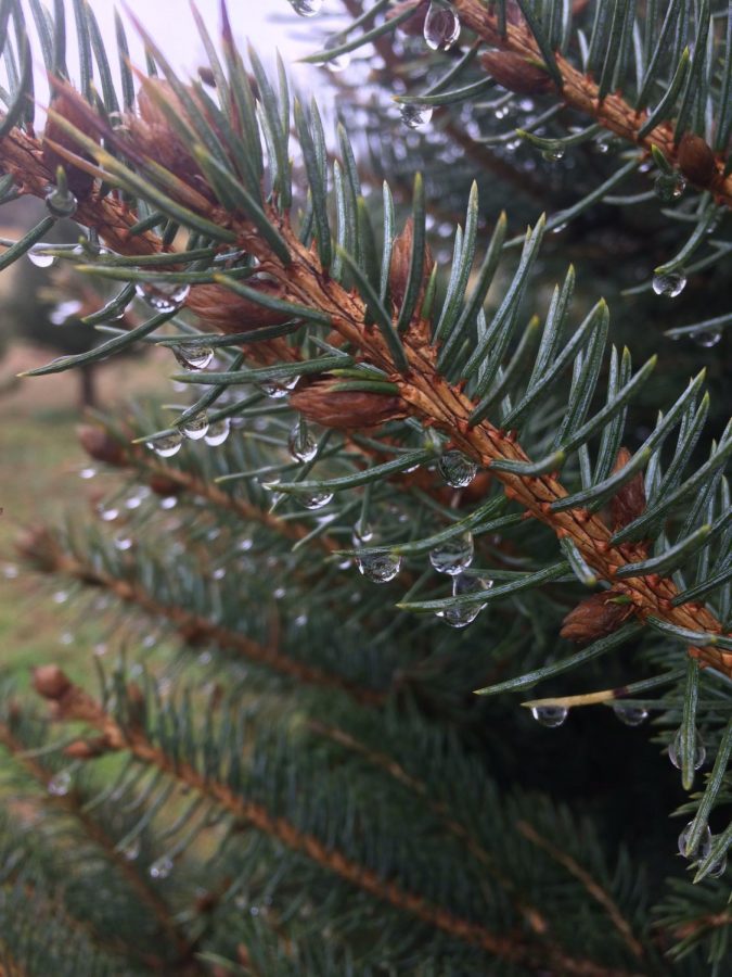 Dew ornaments the trees at Sneads Farm.