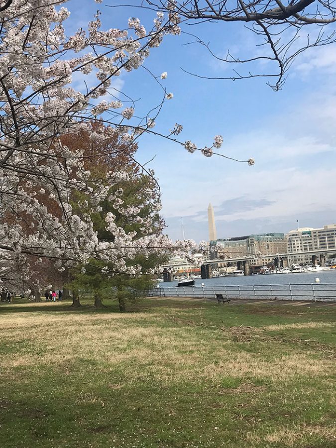 Cherry Blossom Festival 2019