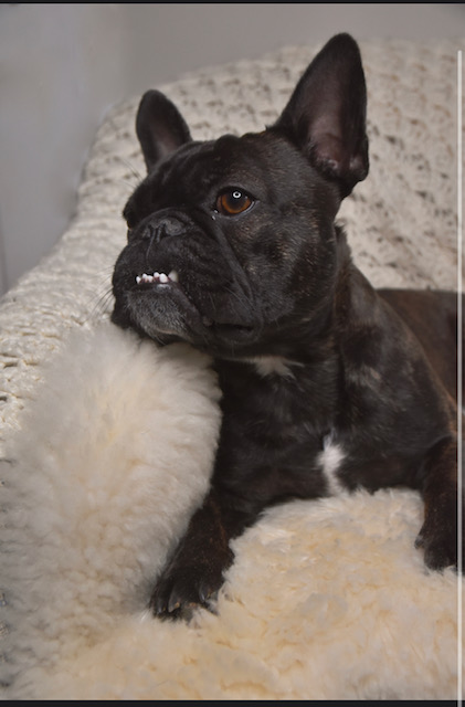 Hercules the  French bulldog reclines on a sheepskin rug during a photoshoot. 